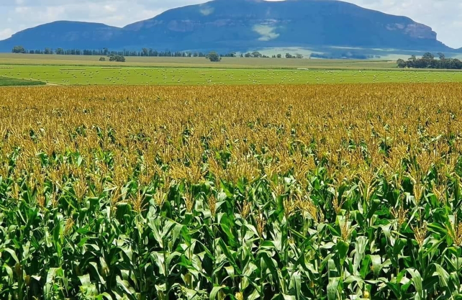 Commercial Property for Sale in Kestell Rural Free State